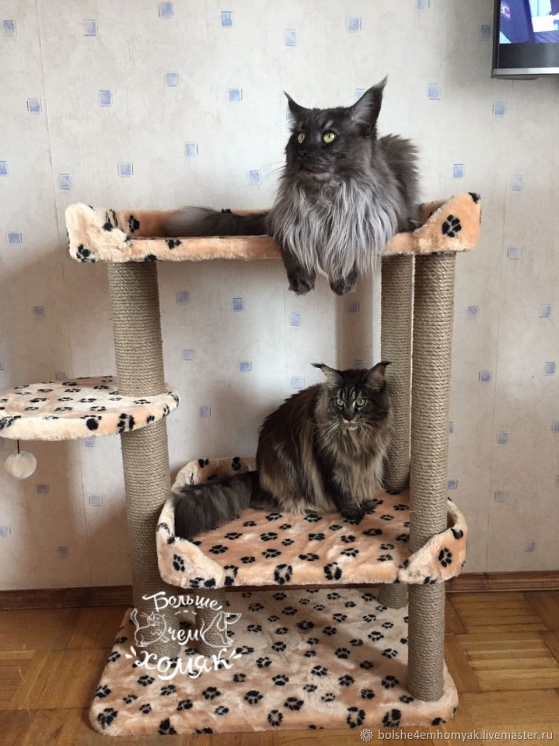 Кошачий комплекс для Мейн куна